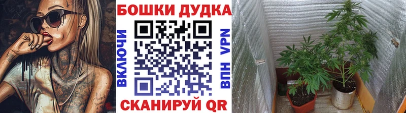 Каннабис сатива  Янаул 
